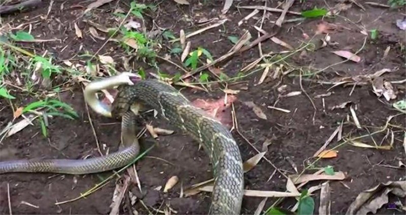 眼镜蛇与眼镜王蛇展开大战眼镜蛇不敌眼镜王蛇惨遭吞食