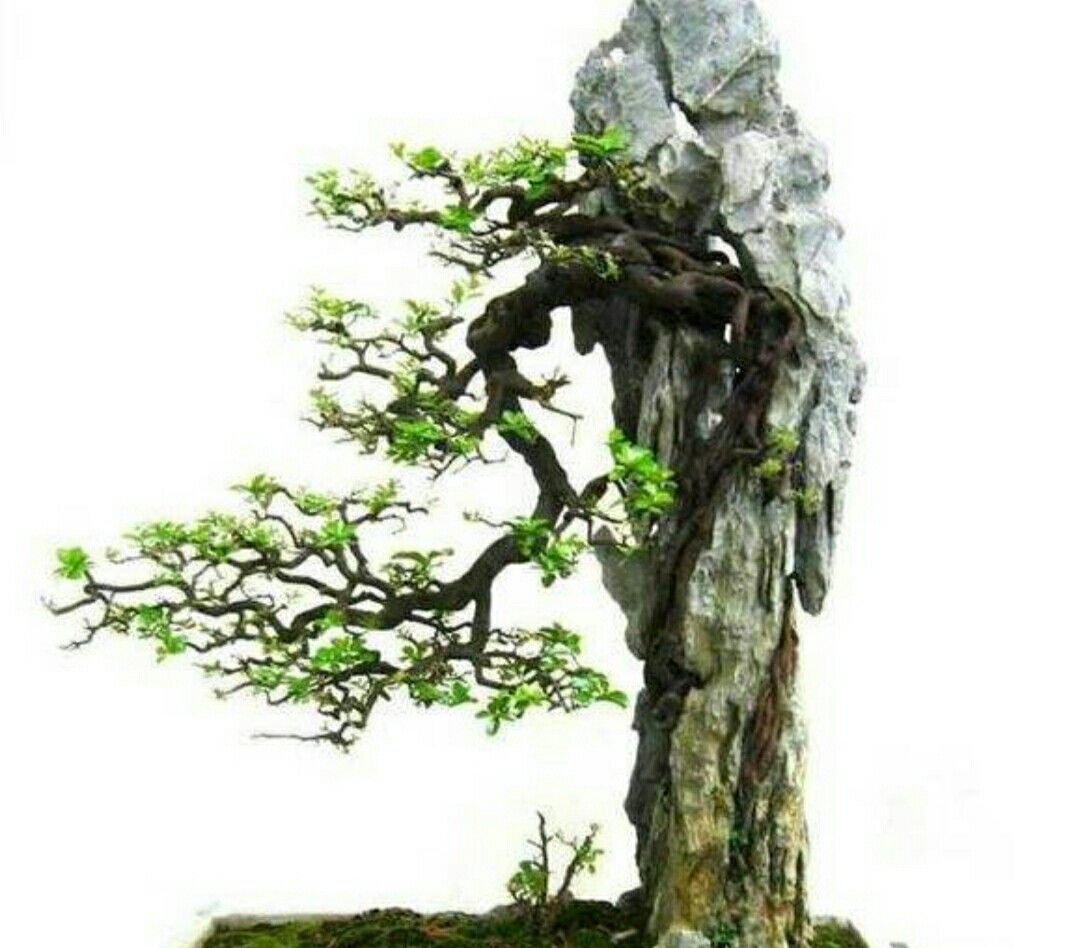 树石盆景作品图片