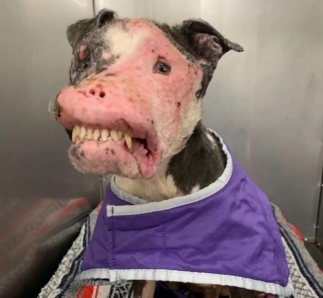 超恐怖流浪狗,头顶却有一颗桃心:外表再丑,也掩盖不了对你的爱