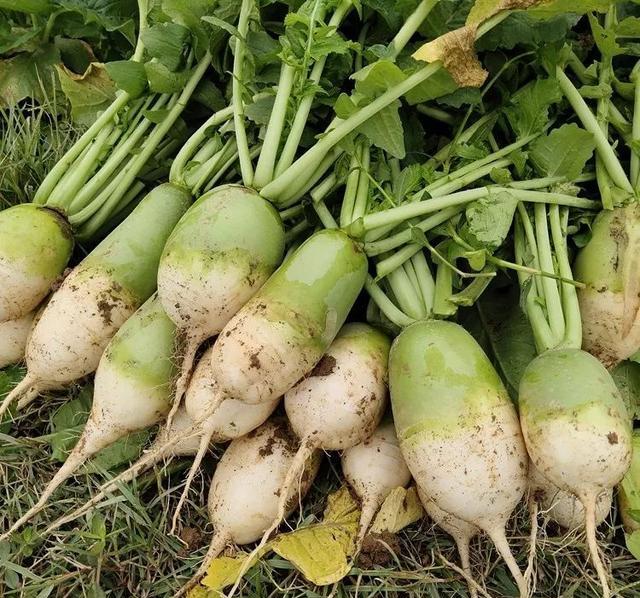 马湾的萝卜与天赐鸿禧