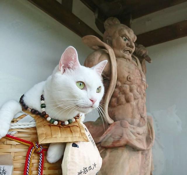 天惹居然还有猫猫主题的寺庙一分钟内我要知道他的地址