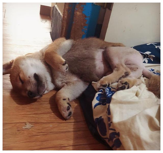 柴犬因为骚操作,无奈被剃下半身毛发,问题是它一点都不觉得羞耻__财经