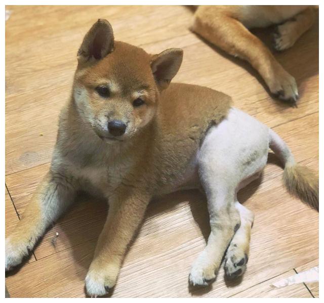 柴犬因为骚操作无奈被剃下半身毛发问题是它一点都不觉得羞耻