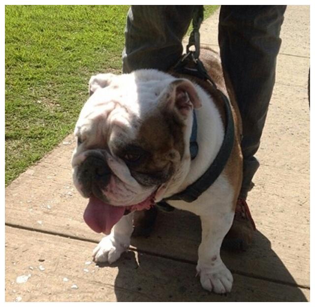 校犬一口咬坏毕业证书学生还沾沾自喜全因它来头真的有点大