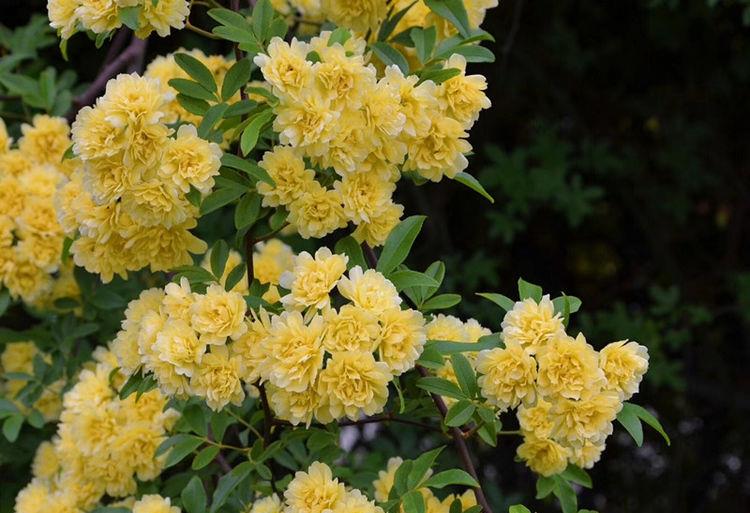 喜欢月季,不如养"玫瑰珍品"罗德斯,花开如丝绒般,高贵典雅