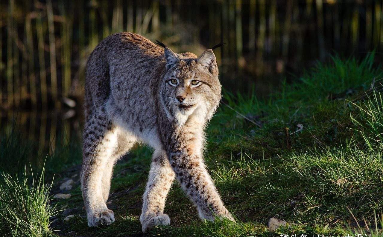 被全世界禁养的名猫猞猁榜上有名你见过几个