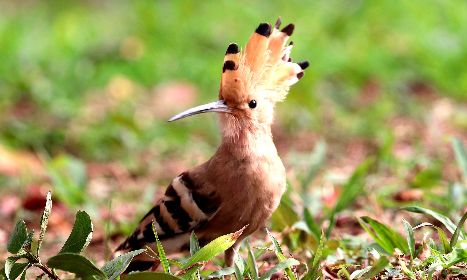 我国俗称"臭姑姑"的戴胜鸟,又缘何成为以色列国鸟?