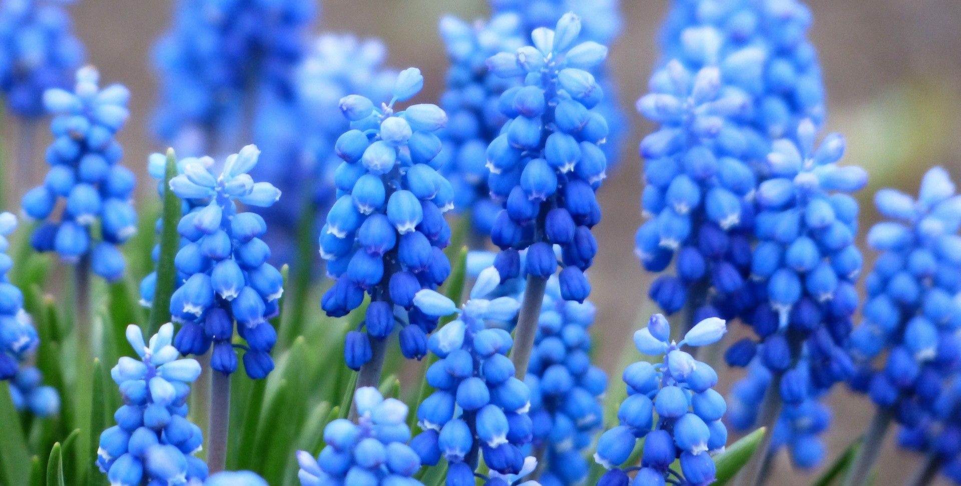 赤橙黄绿青蓝紫每一种颜色找一种花 也许你只认识我选的蓝色的花 赤橙黄绿青蓝紫每一种颜色找一种花 也许你只认识我选的蓝色的花