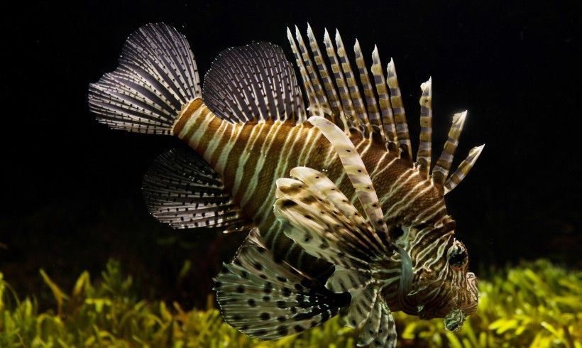 深海幽灵:7000米深海下的"毒师"狮子鱼|狮子鱼|深海|鳍_新浪新闻