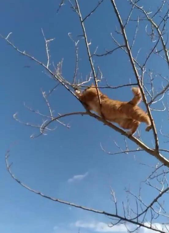 偶遇一只猫爬树,顺着猫咪的的视线一看,老鼠:求求你放过我吧