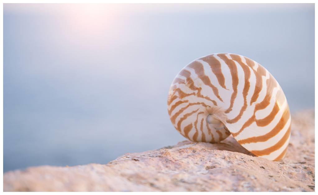 世界上最古老的海螺 已经生存了五亿年 是 活化石 般的存在 海螺 活化石 鹦鹉螺 新浪新闻