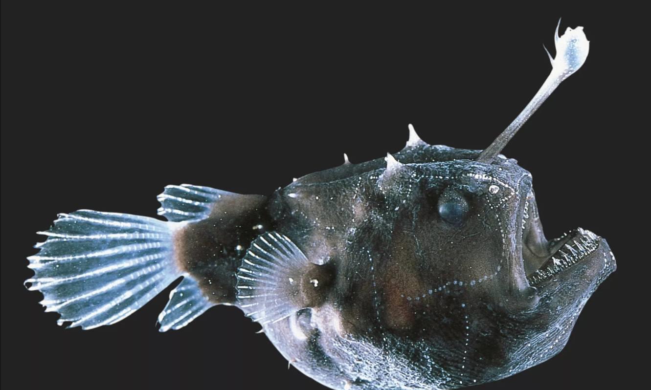 鮟鱇鱼，是世界上最丑最奇葩的鱼|鮟鱇鱼|鱼|奇葩_新浪新闻