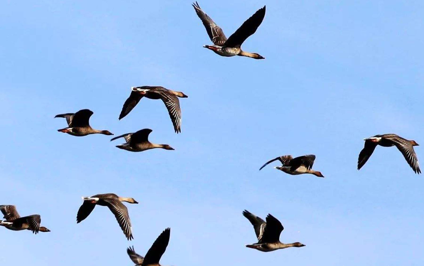 燕子,它是我们最熟悉的一种鸟类了,也是我们最常见的一种迁徙鸟,常常