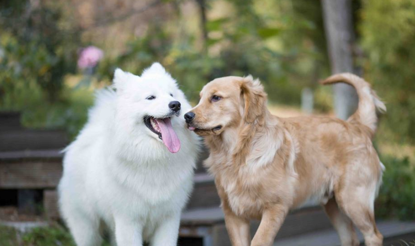 金毛被萨摩耶"糟蹋"了,生下一只串狗,主人不怒反喜直呼太美了