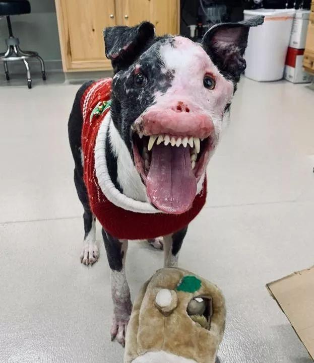 超恐怖流浪狗,头顶却有一颗桃心:外表再丑,也掩盖不了对你的爱