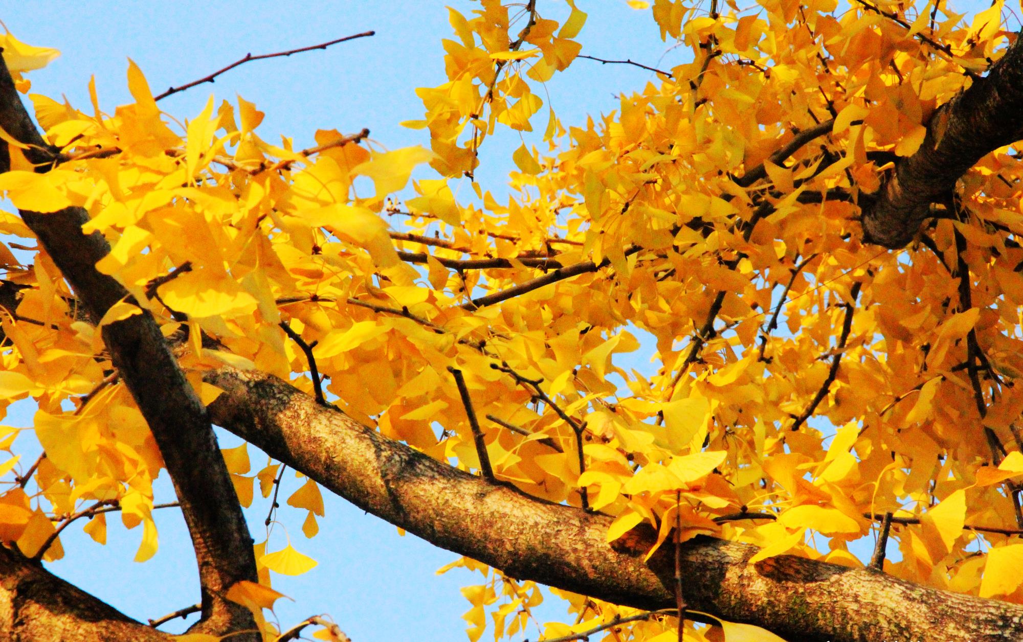 落木萧萧一叶知秋银杏深秋初冬的一抹鲜明色彩