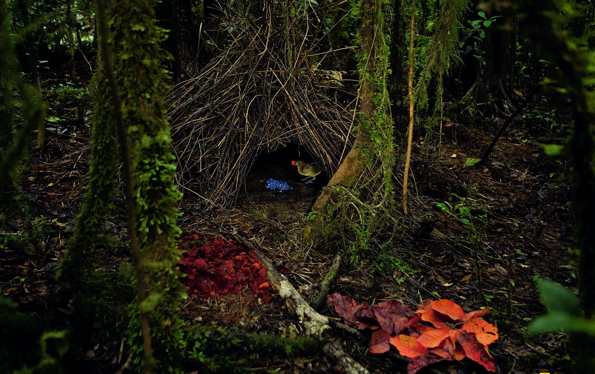 园丁鸟是鸟类中的"建筑师",雄鸟在求偶时用树枝搭建"凉亭",并用色彩