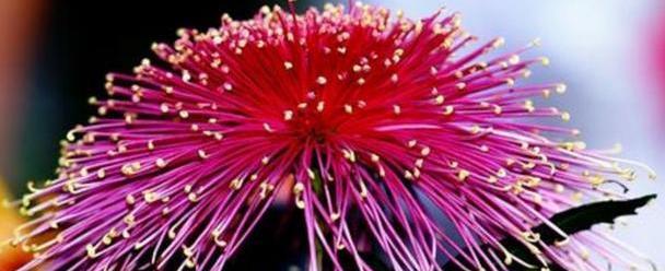 喜欢菊花,首选"珍奇名菊"雪珠红梅,似粉嫩少女,可爱娇羞