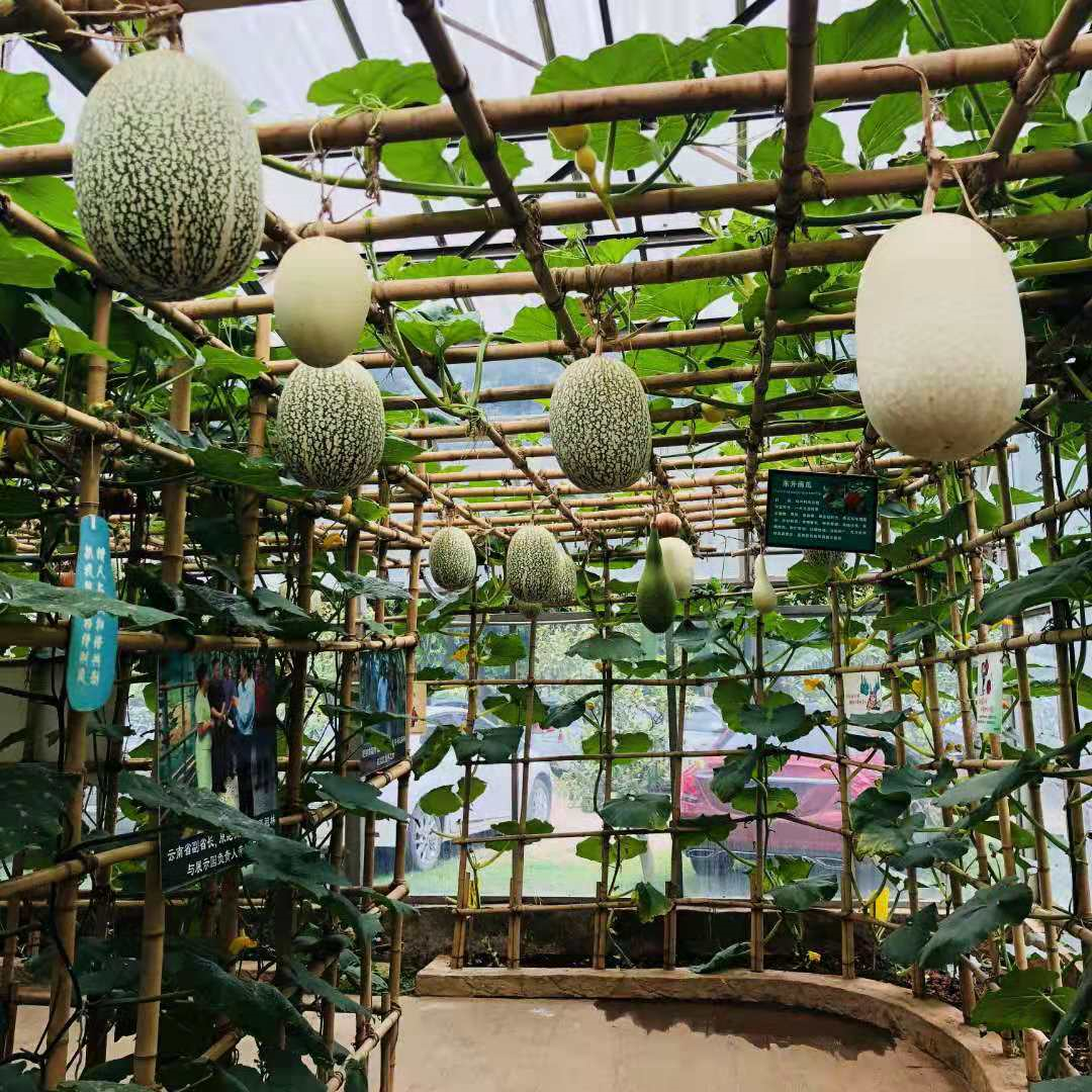 昆明最有魅力农庄金殿后山一丘田