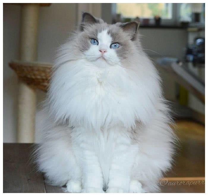 全球最美的18只猫咪,每只都超级呆萌,看第一眼就想养它