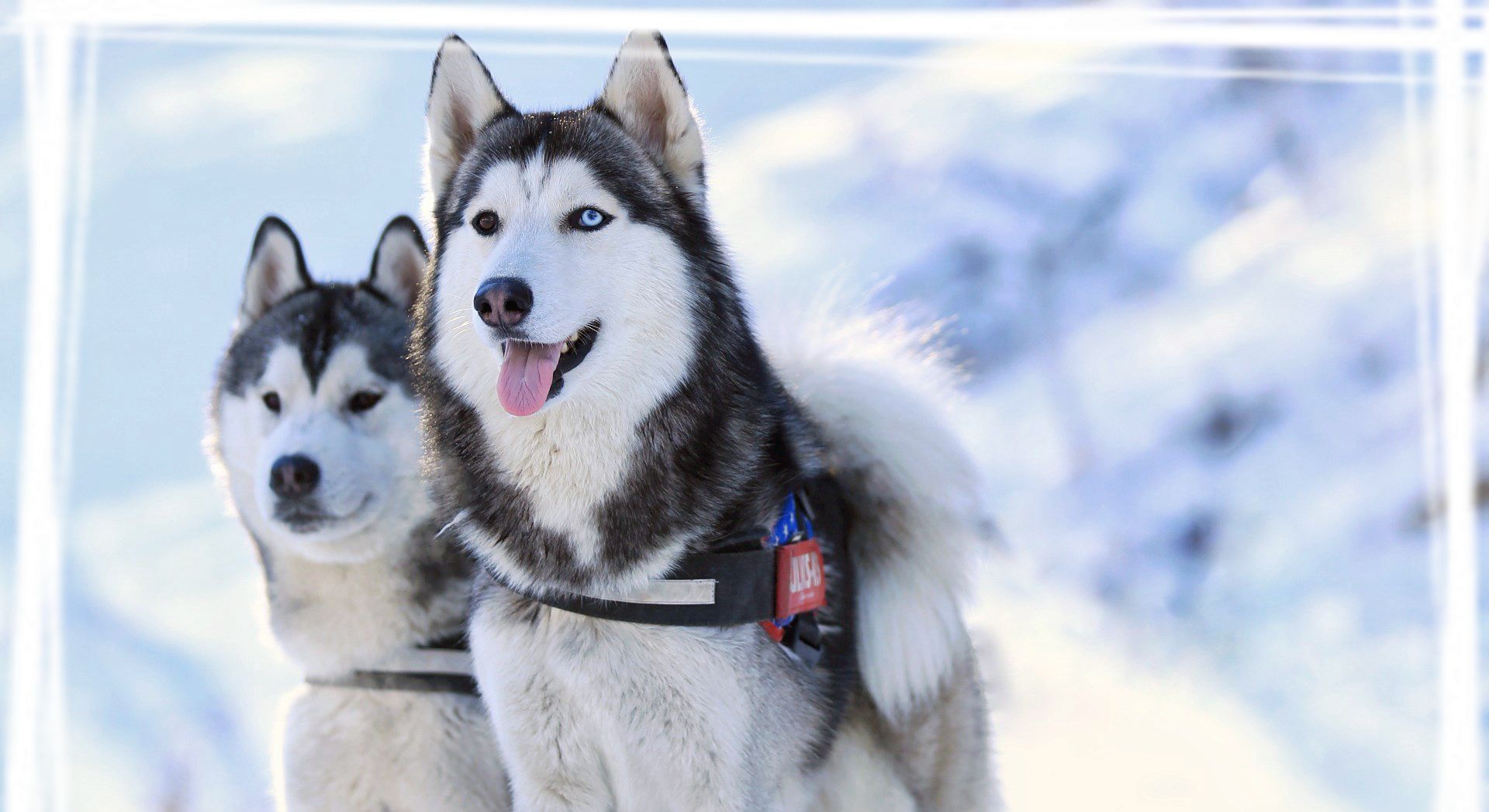 壁纸 哈士奇狗在雪中，冬天 2880x1800 HD 高清壁纸, 图片, 照片