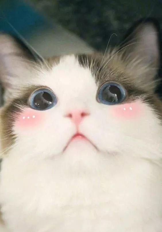 猫咪害羞的样子怎么这么可爱!