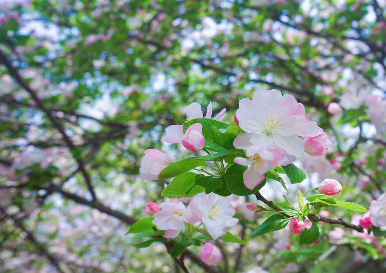 一年一度的碧沙岗海棠节拍摄郑州碧沙岗公园