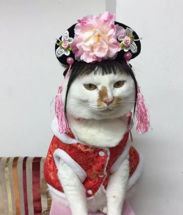 古装秀天使秀下面让我们进入多多的时尚大秀:喵多利亚的秘密.