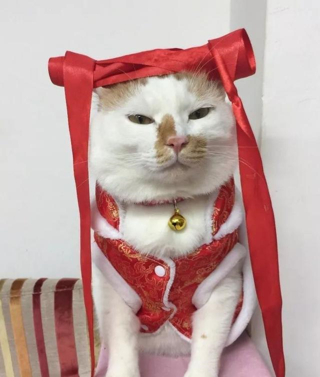 这只猫穿lv还有70件衣服活成了所有猫咪羡慕的样子