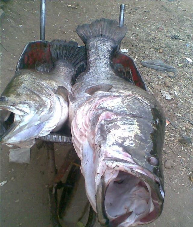 非洲的尼罗河鲈鱼泛滥成灾大街小巷随处可见巨型的大鲈鱼