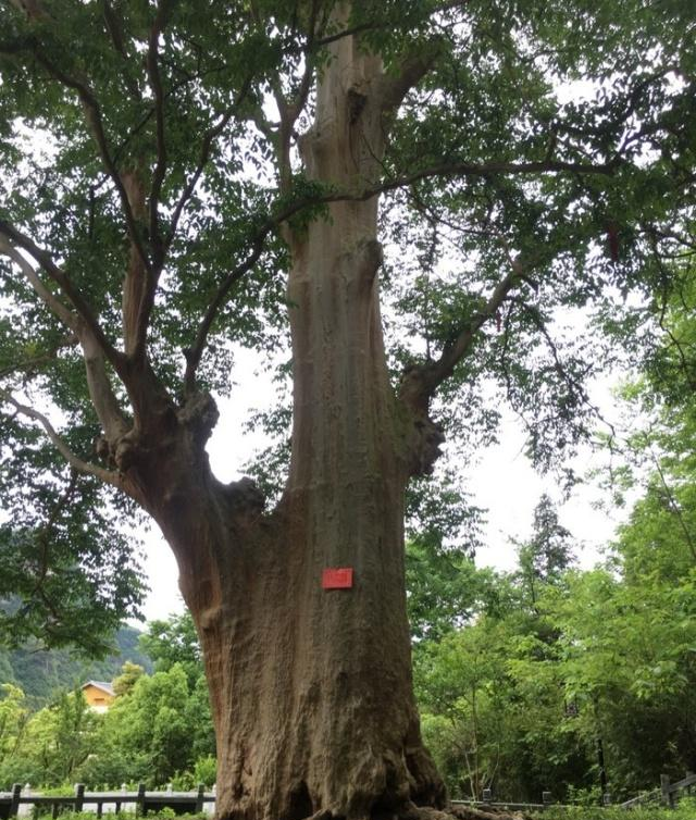 梵净山上最神奇的景观——千年紫薇王,只开花不结籽无法嫁接