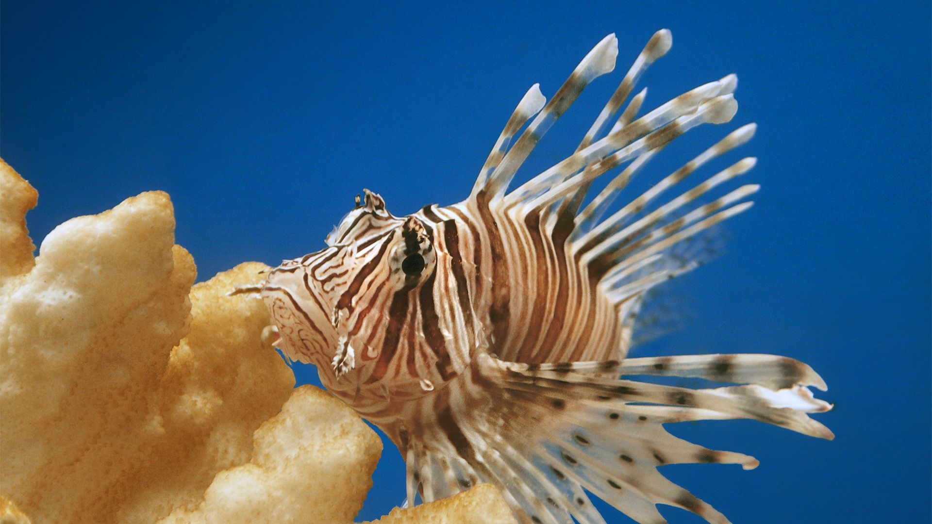 深海幽灵:7000米深海下的"毒师"狮子鱼