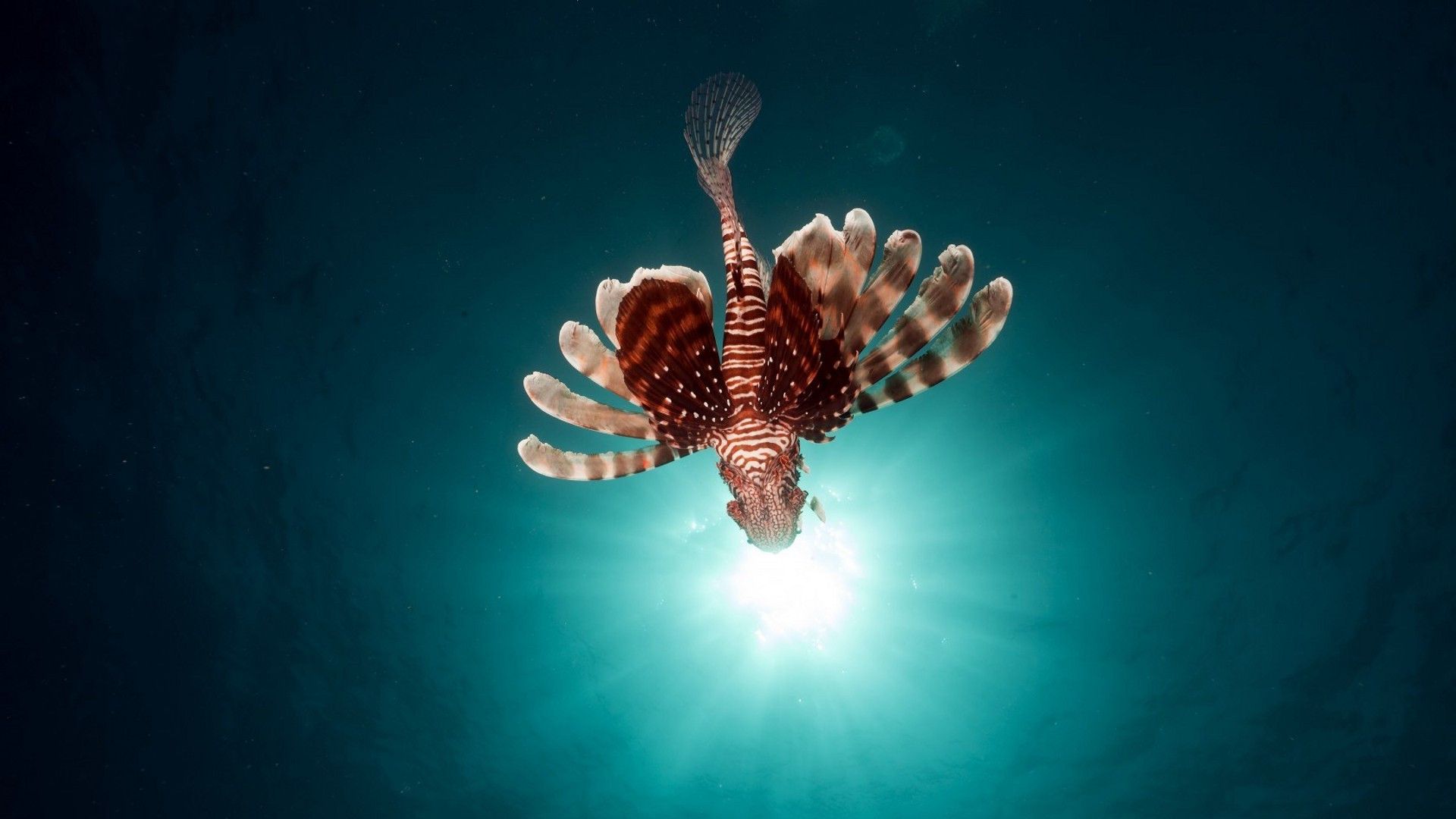 在马里亚纳海沟7000米以下深海却发现生活着脊椎动物超深渊狮子鱼