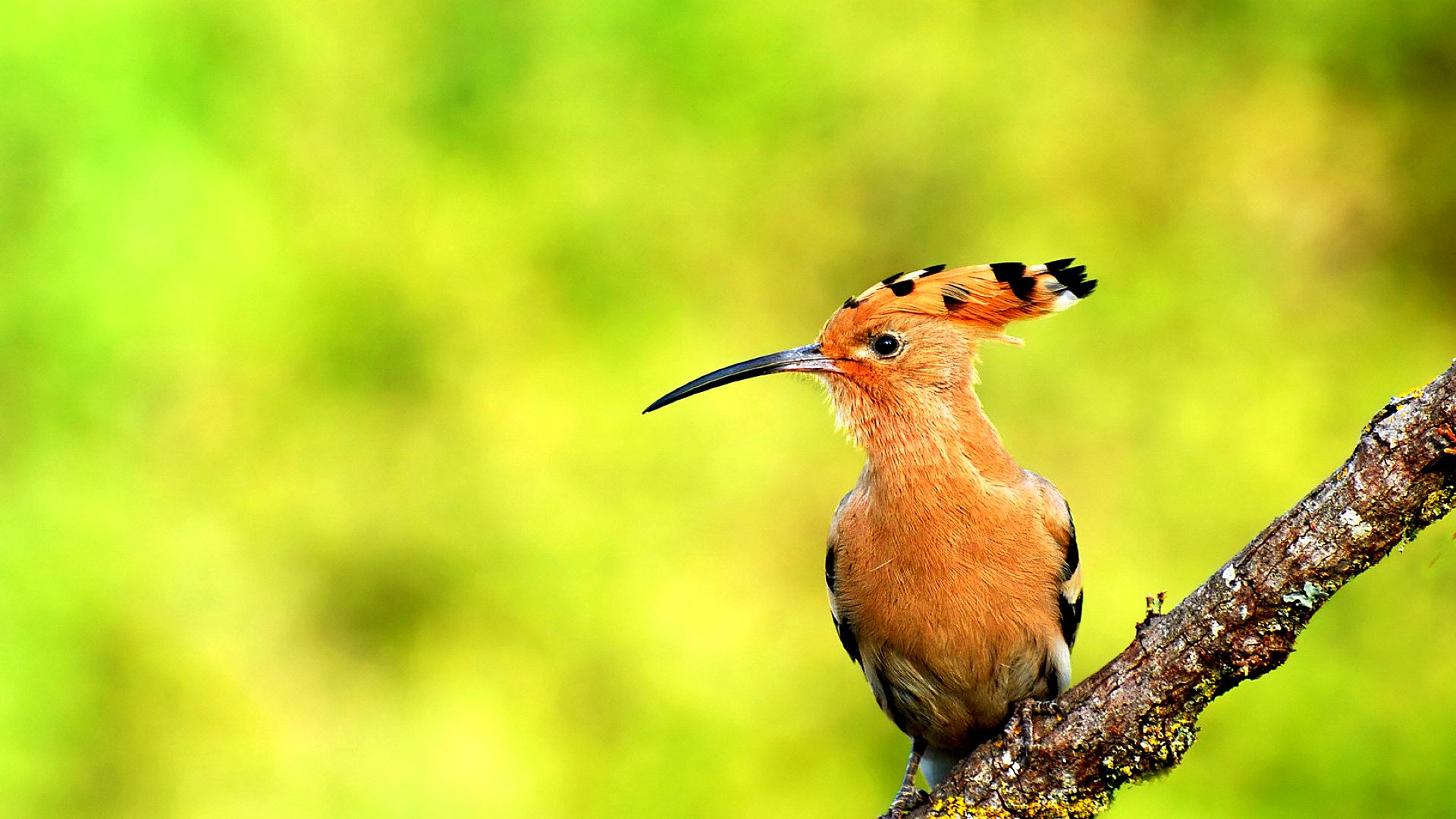 我国俗称臭姑姑的戴胜鸟又缘何成为以色列国鸟