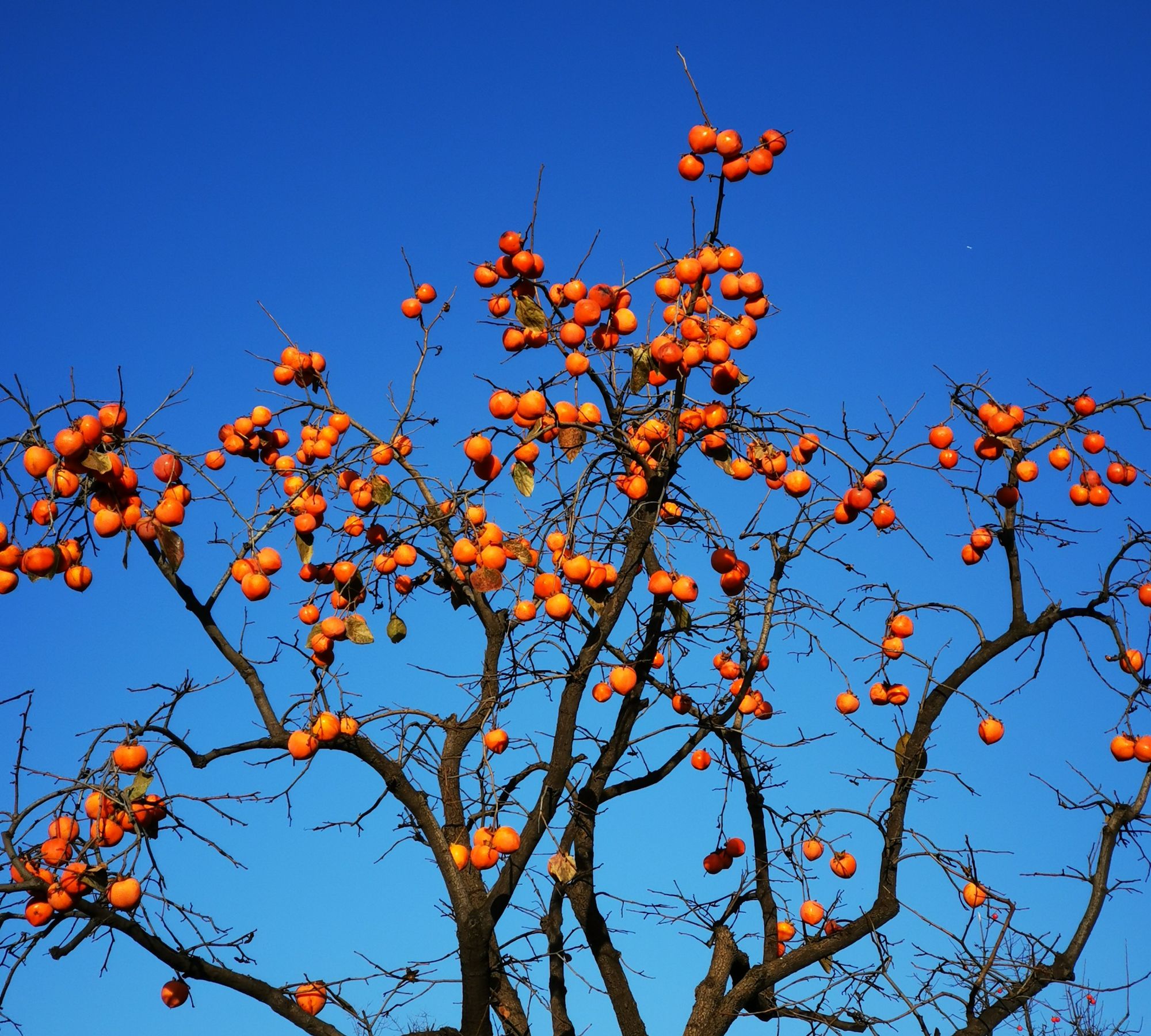 深秋的秦岭柿子园,惬意中的景色_高清图集_新浪网