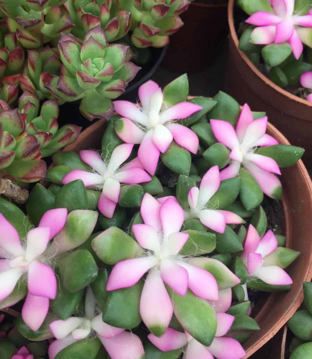 此多肉,俗称回欢草,插土就爆盆,肉色如花,顶叶似莲,不容错过
