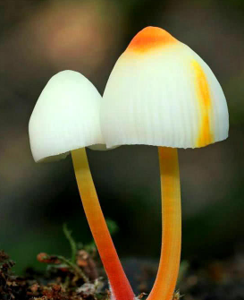 奇闻一些古怪的蘑菇见过两种很了不起了颜色和形状很少有