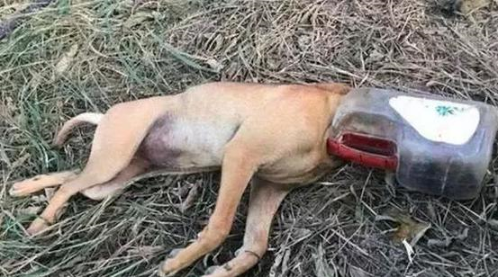 土狗不听话,主人狠心用塑料瓶惩罚狗子,第二天去看它,不淡定了