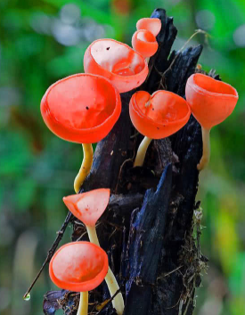 见过两种很了不起了,颜色和形状很少有|蘑菇|纸灯笼|牛肝菌_新浪新闻