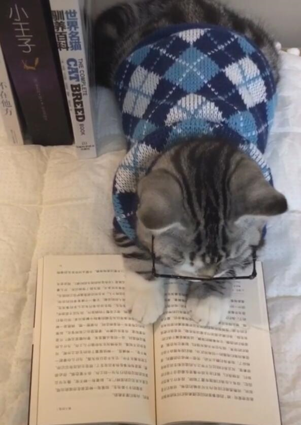 猫咪戴眼镜读书,主人一瞧自愧不如,认真的模样定能考大学