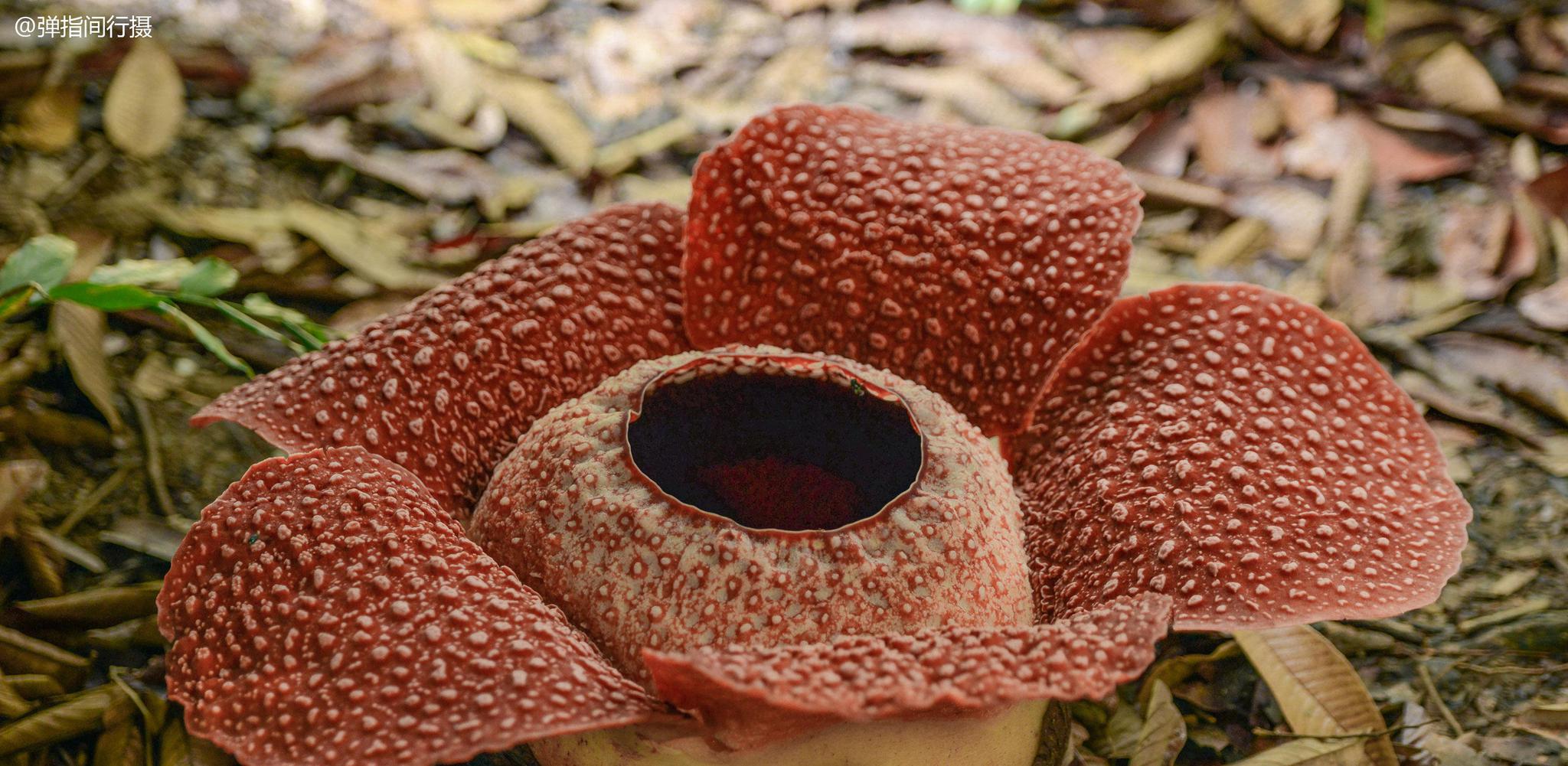 世界上最大的花卉,花瓣直径可达1.4米,生长东南亚最高山峰上