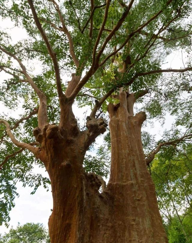 梵净山上最神奇的景观——千年紫薇王,只开花不结籽无法嫁接