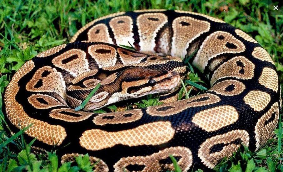 大蛇成蟒,大蟒成蚺,大蚺成蛟,大蛟成龙都是真的?