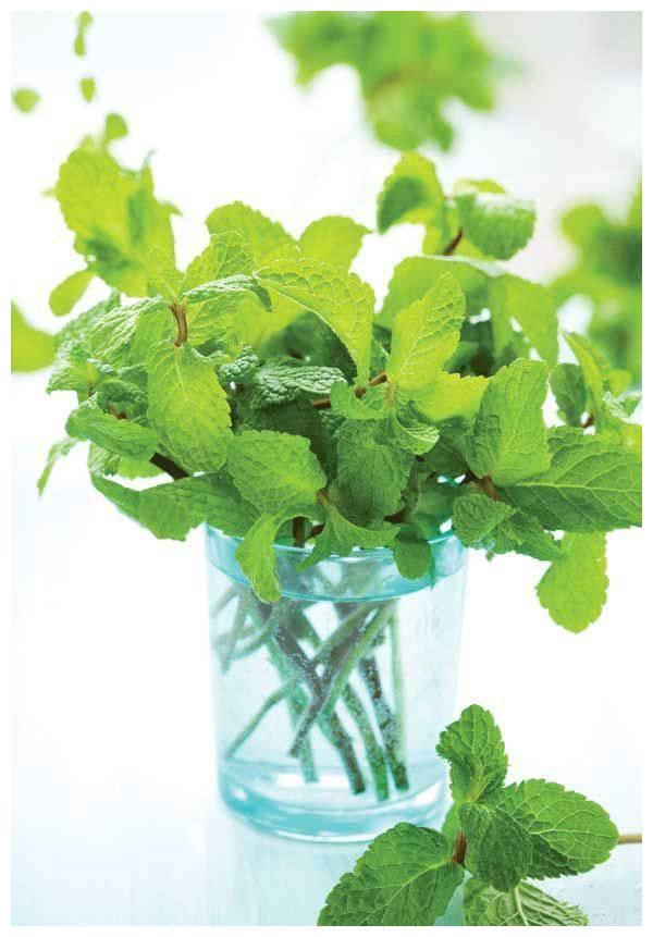 辛香类植物 | 都市农夫的开始