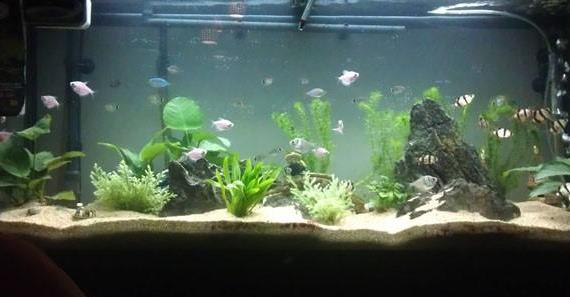 别再用自来水养花了 这3种水自带肥料 啥花都能养 越浇越旺
