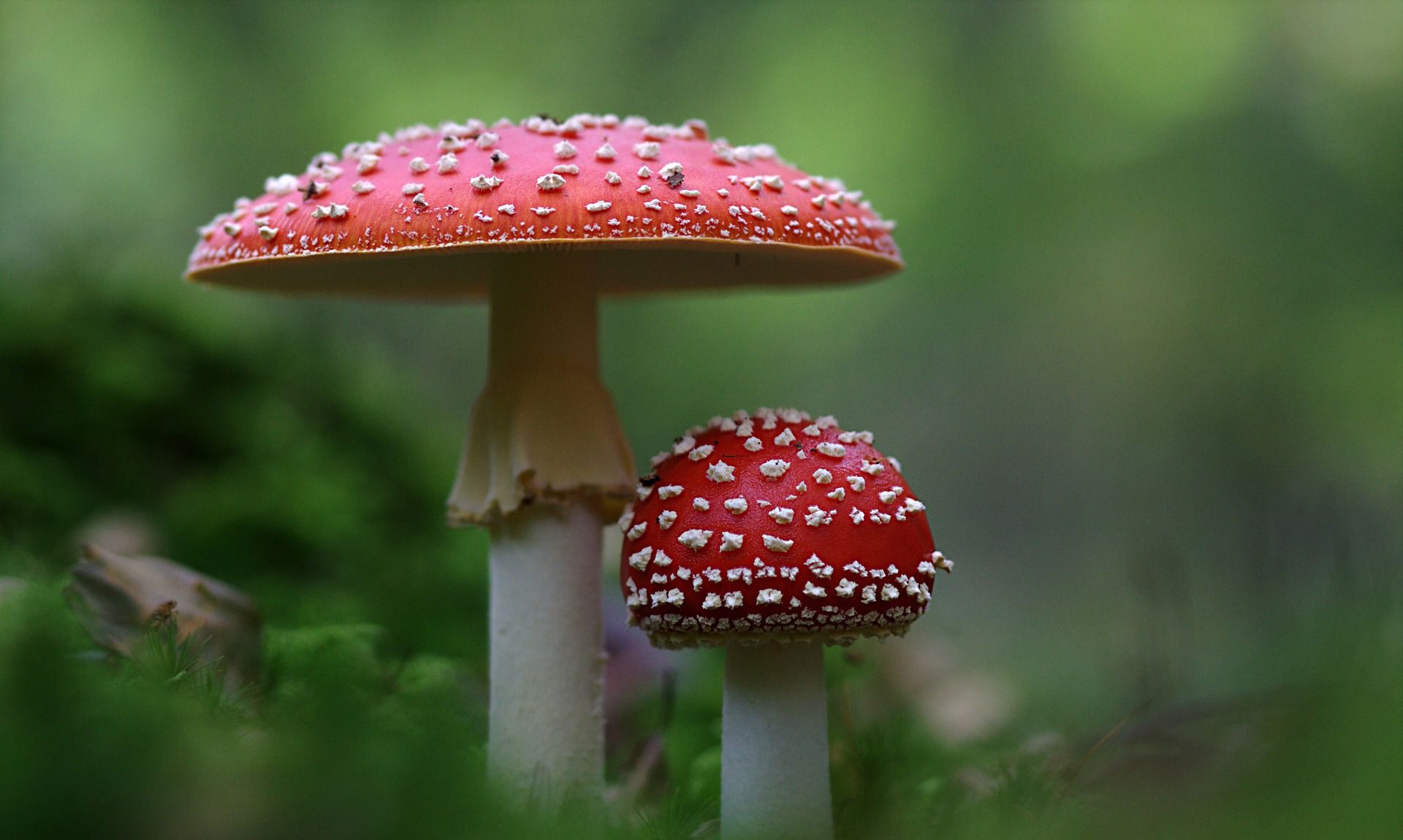 Aureoboletus thibetanus (Pat.)Hongo et Nagasawa-中国蕈菌图集-图片