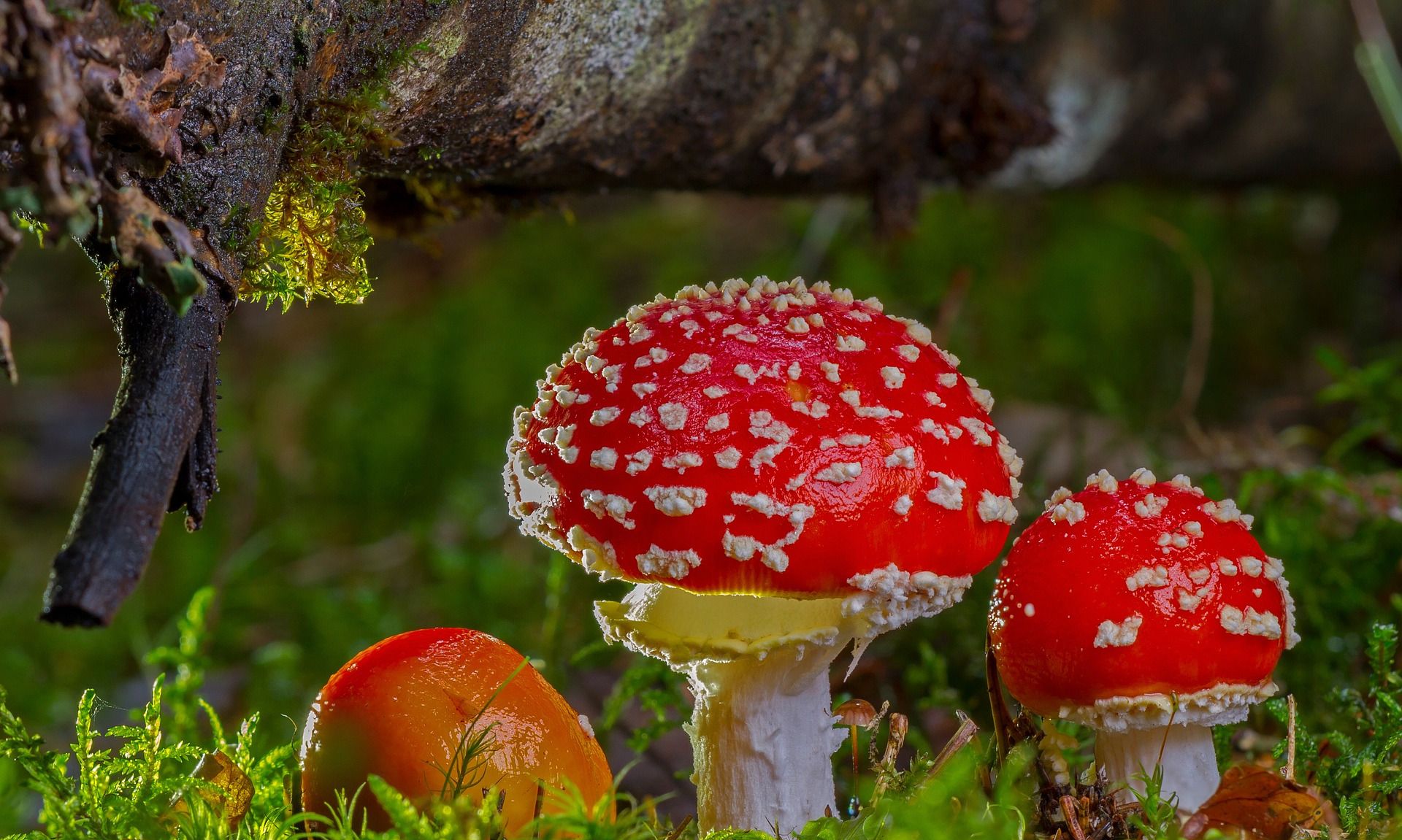 如何吃遍菌菇季？森林中蘑菇的小秘密_凤凰旅游