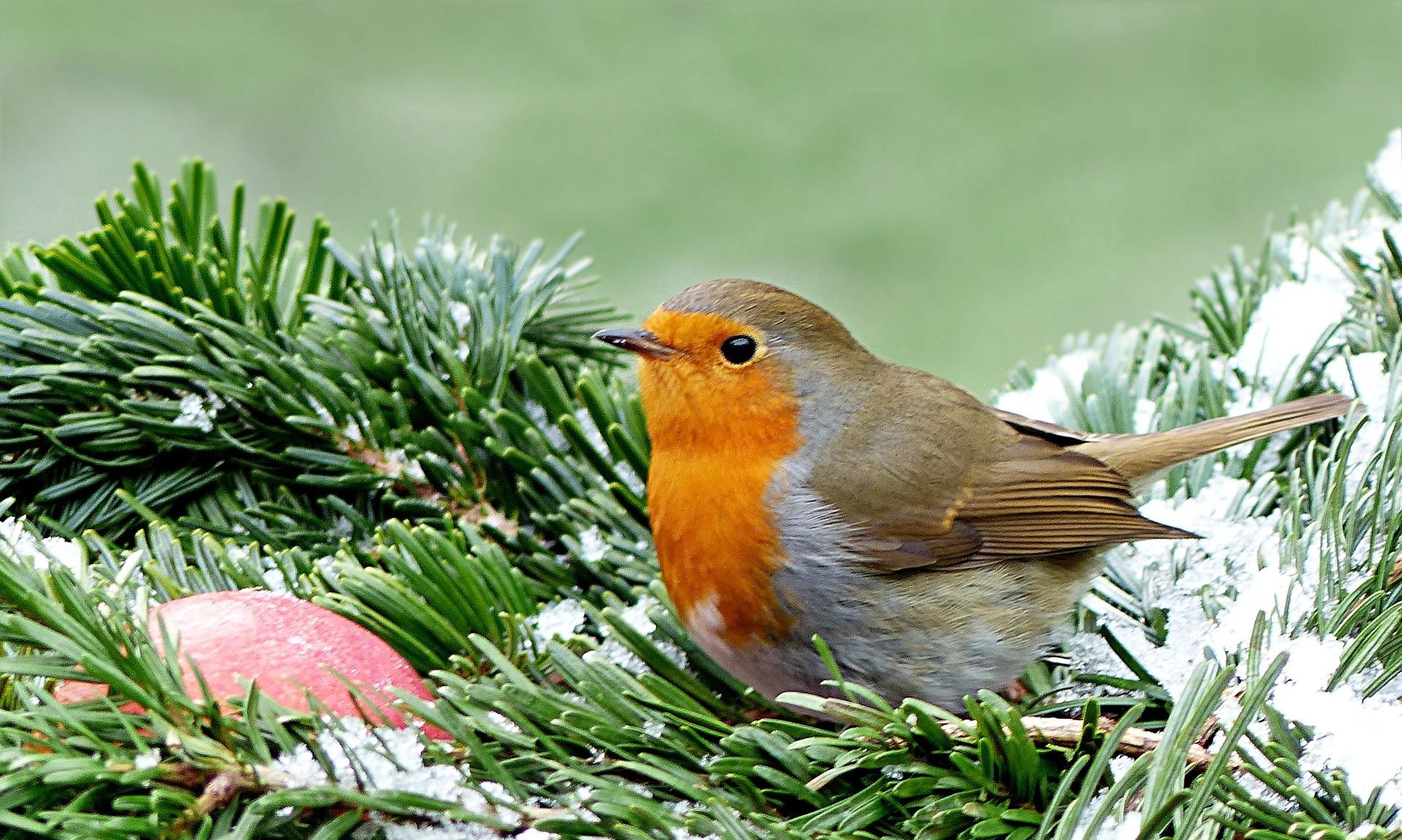 英国国鸟"知更鸟"所代表的内涵_高清图集_新浪网