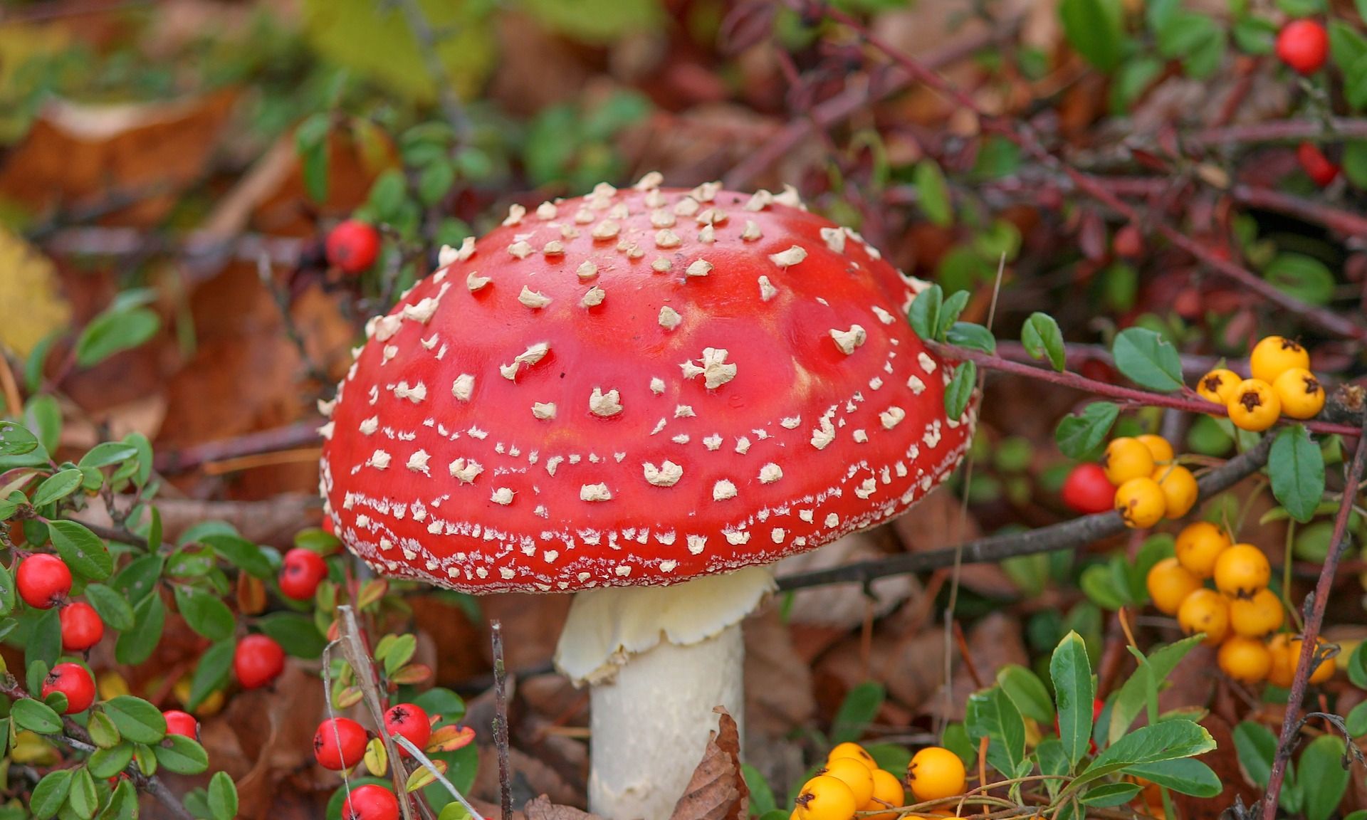 树菌 海绵蘑菇 珊瑚菌 不寻常 很少 稀有 例外 秋季图片下载 - 觅知网