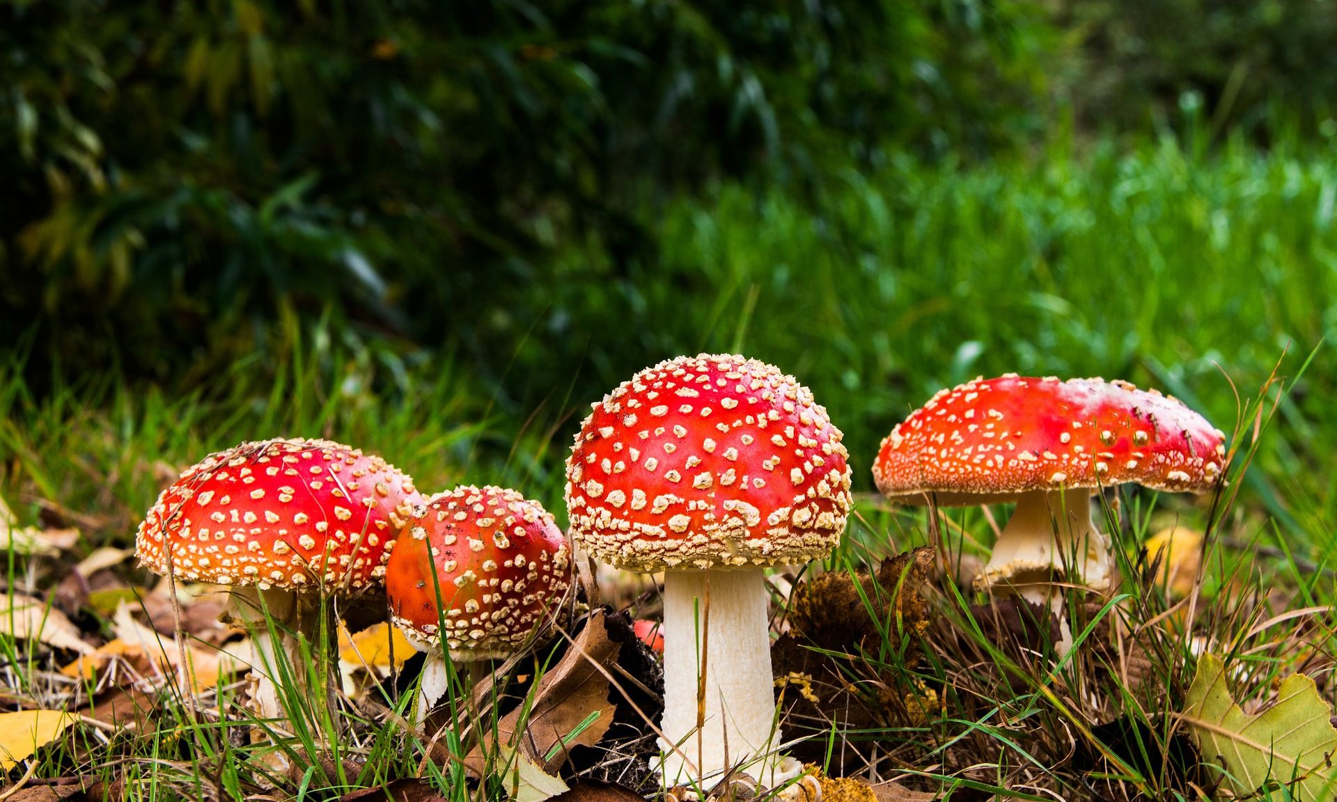 这是什么东西，在山上松树林里长的，外面一层皮，里面是白色的，有点软，还有白色液体？